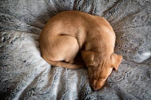 Per què els gossos caminen en cercles abans d'estar estirats? 3 raons per a aquest comportament