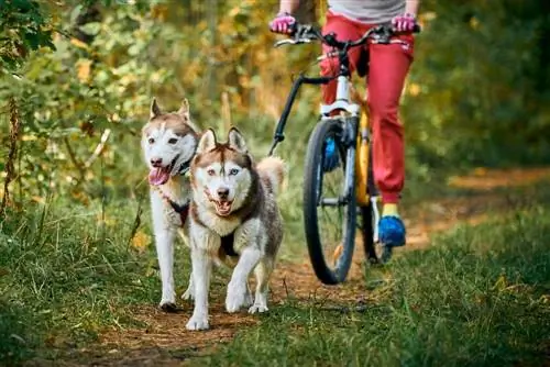 Bikejoring sa psima 101: Što je to, oprema & Često postavljana pitanja