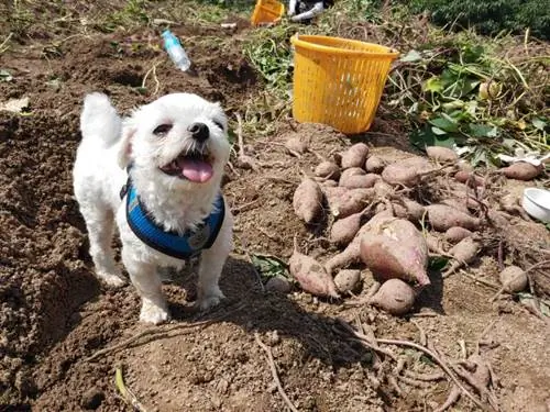 Добър ли е сладкият картоф за кучета с панкреатит? Ветеринарен отговор