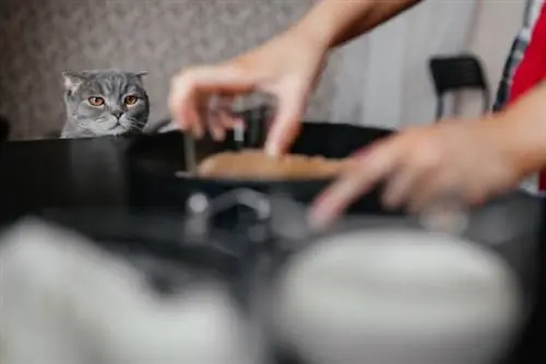 Kanan valmistus kissoille: Eläinlääkärin tarkistamat reseptit & Mitä tietää