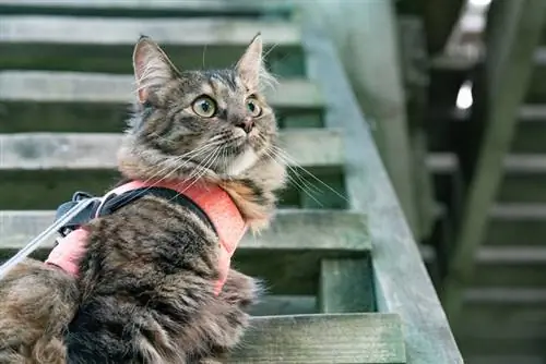 10 arneses caseiros para gatos que você pode fazer hoje (com fotos)