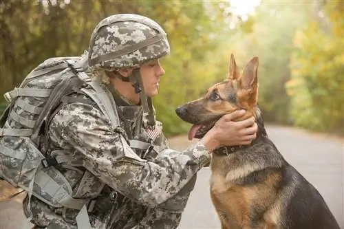 Ką veikia kariniai šunys? (Jų darbo apžvalga)