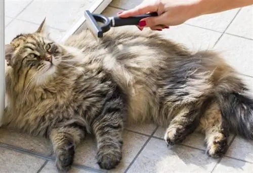 لماذا سقيفة القطط؟ أهم النصائح حول كيفية التحكم في تساقط الشعر