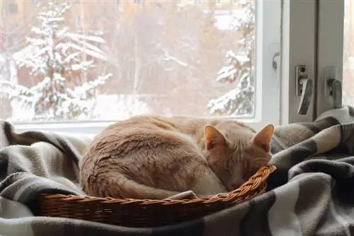Sådan holder du katte varme & sunde om vinteren (dyrlægesvar)