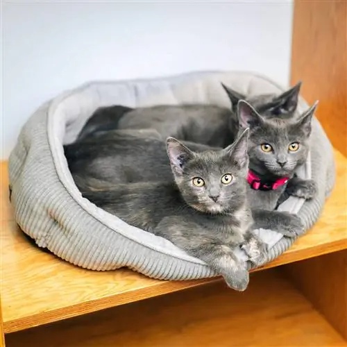10 Pinakamahusay na Self-Warming Cat Bed sa 2023 – Mga Review & Mga Nangungunang Pinili