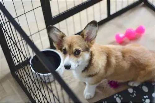 Corgi ของฉันต้องการขนาดลังอะไร? ทำให้เขาสบายใจ