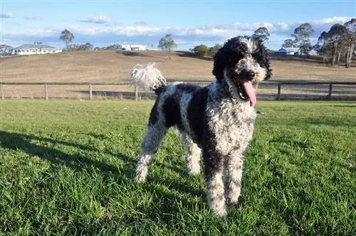 Giant Schnoodle Dog Breed: Info, Pictures, Care Guide & Ntau