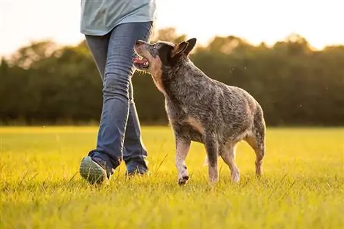 7 nejlepších poskytovatelů pojištění domácích zvířat v Kentucky v roce 2023 – recenzí & srovnání