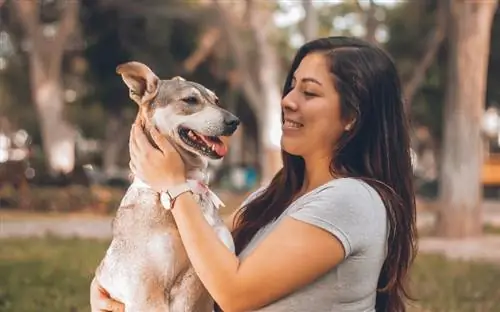 8 Nhà cung cấp dịch vụ bảo hiểm thú cưng tốt nhất cho chó già năm 2023 – Đánh giá & So sánh