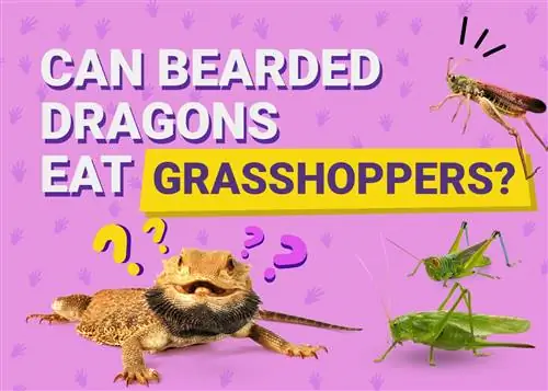 Kan skæggede drager spise græshopper? Hvad du behøver at vide