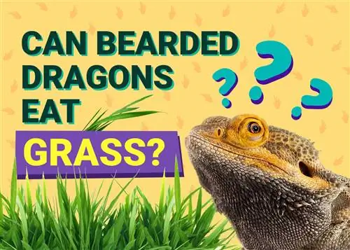 Maaari Bang Kumain ng Damo ang mga Bearded Dragons? Anong kailangan mong malaman