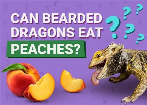 Môžu bradatí draci jesť broskyne? Čo potrebuješ vedieť