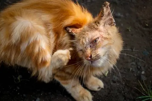 Skurfte by katte: tekens, behandeling & Oorsake (Veearts se antwoord)