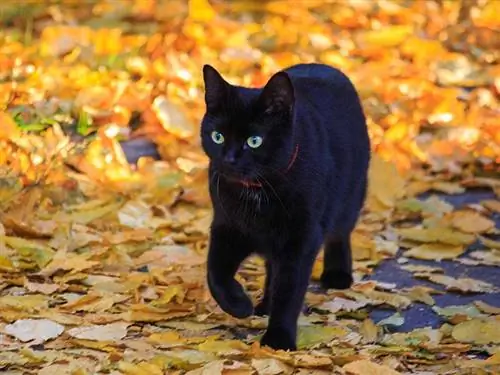 6 суеверий о черной кошке & мифы