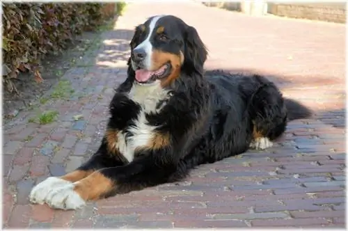 Bernese Mountain Dog แพ้ง่ายหรือไม่? คำตอบน่าสนใจ