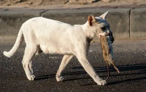 Hoe goed zijn katten in het vangen van ratten? Feiten & Veelgestelde vragen