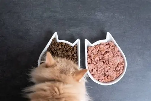 Sollten Sie Nass- und Trockenfutter für Katzen mischen? (Die Vorteile & Nachteile)