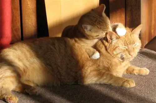Защо котките масажират други котки? Игриво ли е?