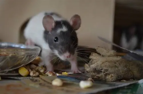 Мыши ведут ночной образ жизни? Могут ли они видеть в темноте? (Факты, & FAQ)
