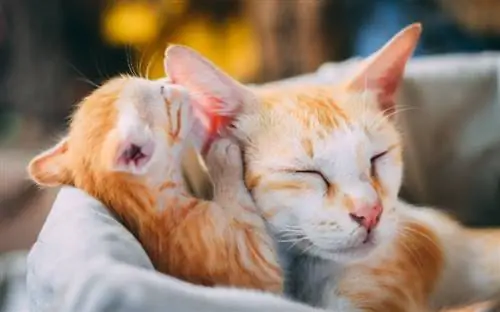 10 Καλύτεροι Πάροχοι Ασφαλίσεων για Γάτες το 2023 – Κριτικές & Συγκρίσεις