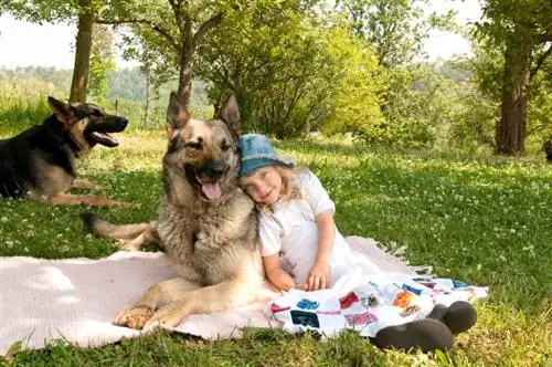 10 mejores proveedores de seguros para mascotas para pastores alemanes en 2023 – Reseñas & Comparaciones