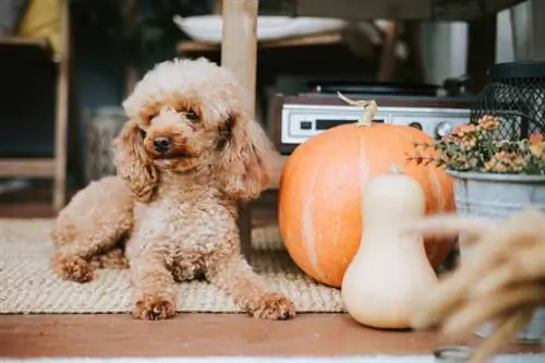 10 consejos de seguridad para perros durante el Día de Acción de Gracias (comida & relacionada con los viajes)
