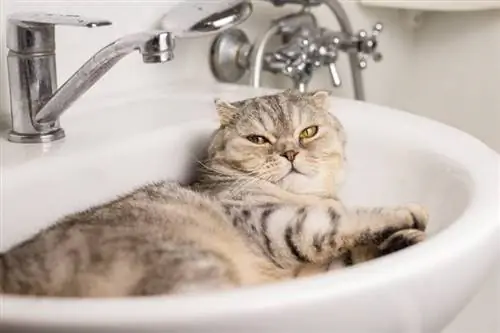Zakaj moja mačka rada spi v umivalniku? 4 možni razlogi