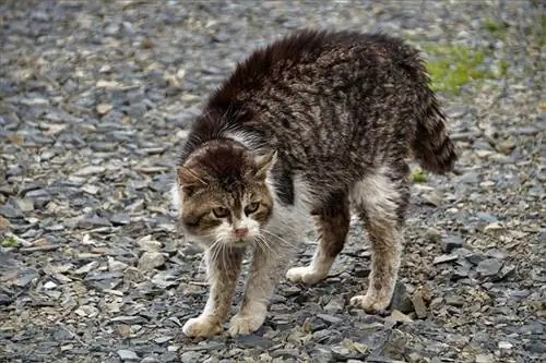 Sind wilde Katzen gefährlich? Vom Tierarzt überprüfte Fakten