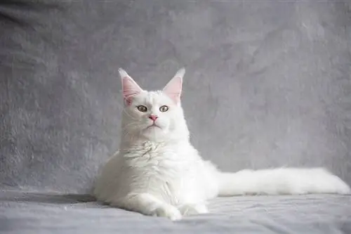 20 legnépszerűbb macskaszín és -minta (képekkel)