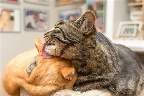 Kediler Neden Kulak Kirini Sever? 5 Ana Neden