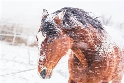 Kuinka hevoset pysyvät lämpiminä talvella & Kuinka auttaa heitä