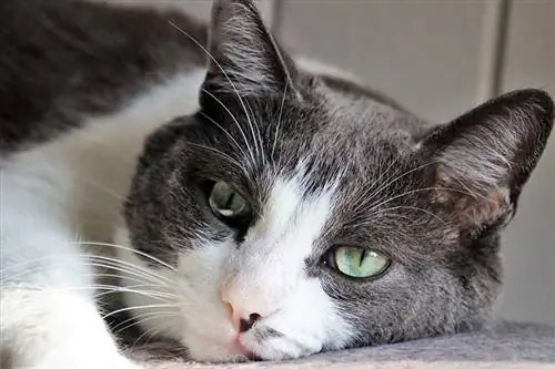 Este pisica mea tristă sau deprimată? 8 semne de căutat (aprobat de un veterinar)