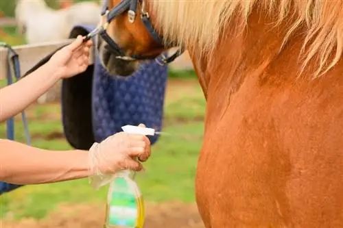 5 sprays caseiros caseiros para cavalos (com fotos)