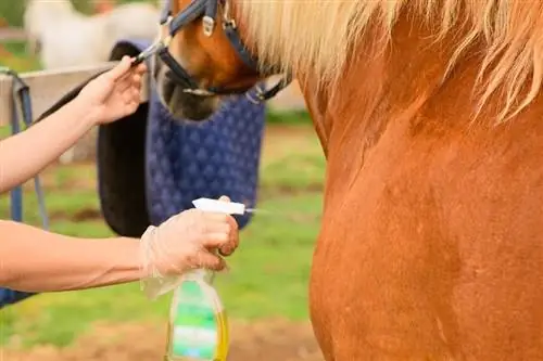 5 aerosoles caseros para moscas para caballos (con imágenes)