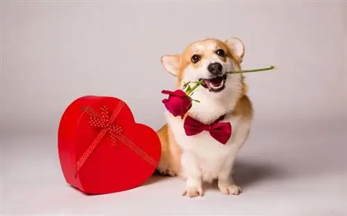 38 psích valentýnských slovních hříček a výroků: Mutts About You