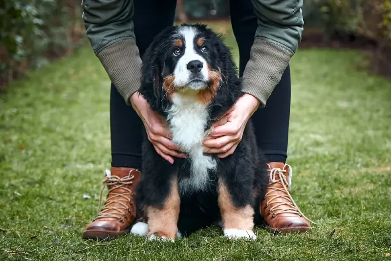 วัน Bernese Mountain Dog ปี 2023: เมื่อเป็น & มีการเฉลิมฉลองอย่างไร