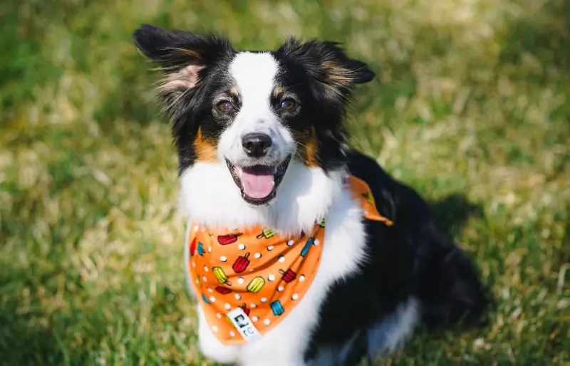 10 beste honden-bandana's - beoordelingen uit 2023 & beste keuzes