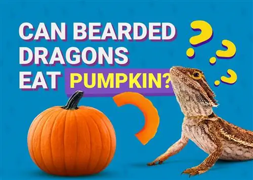 Могат ли брадатите дракони да ядат тиква? Какво трябва да знаете