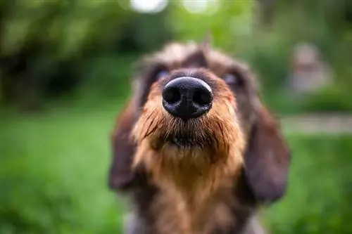 Môžu psi rozpoznať oxid uhoľnatý? Čo hovorí veda
