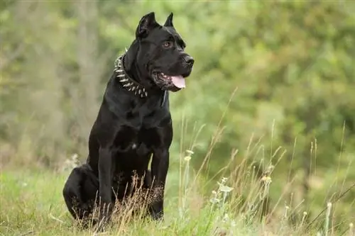 Black Cane Corso: Facts, Origin & History (with Pictures)