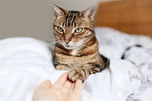 Hoekom hou katte nie daarvan om aan hul pote te raak nie? Wat die wetenskap sê