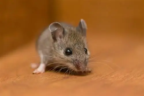 Kako ugotoviti, ali je hišna miška breja: 6 znakov, ki jih je odobril veterinar