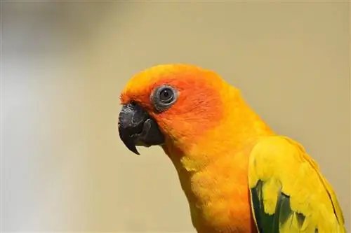 Honnan származnak a Conure papagájok? Eredet és történelem