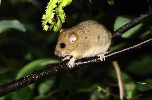 Cik ilgi mājdzīvnieku peles ir stāvoklī? Vet pārskatītais grūtniecības periods & reprodukcijas fakti