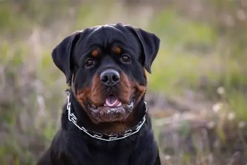 Bolehkah Rottweiler Purr? Jawapan Menarik