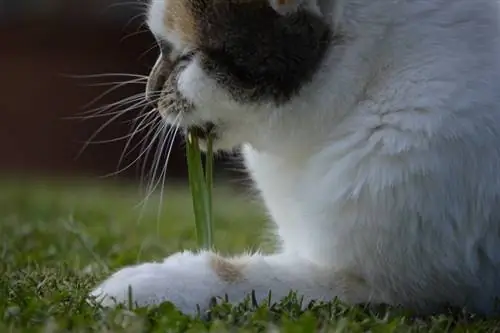Kodėl katės valgo žolę? 4 tokio elgesio priežastys