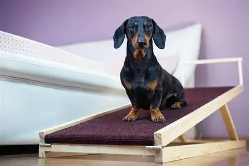 Si ta stërvitni qenin tuaj të përdorë një rampë për qenin (6 këshilla)