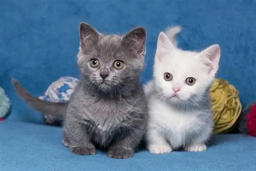 Çmimi Munchkin Cat: Sa kushtojnë? Përditësimi i vitit 2023