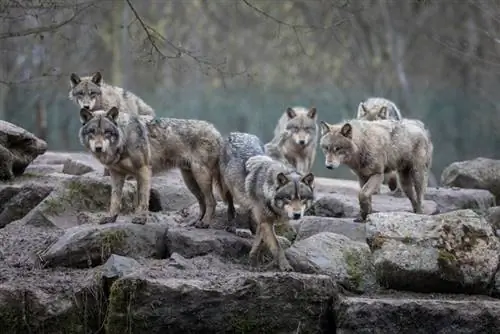 8 chiens sauvages qui sont gardés comme animaux de compagnie (avec photos)