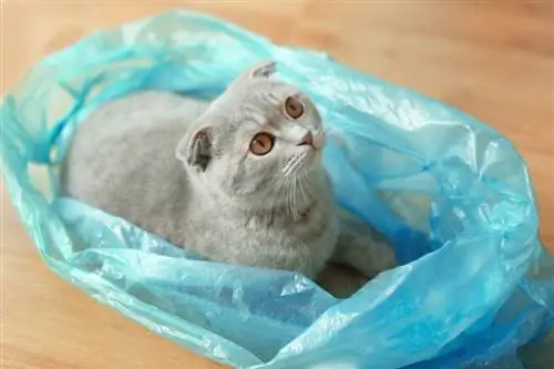 Prečo mačky tak radi žuvajú plast? 8 pravdepodobných dôvodov